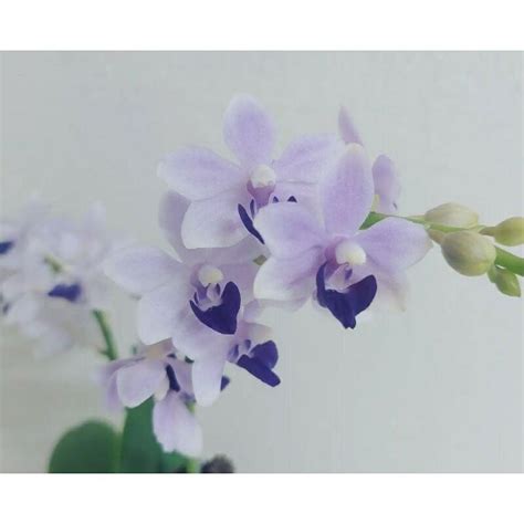 香港风水大师排名 藍紫色蝴蝶蘭